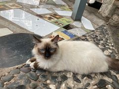 -喵屿·大理花园猫咖