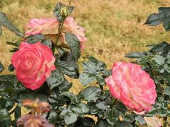 -人民公园(罗湖区)