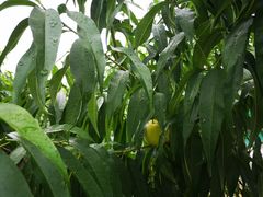 -老袁家蜜桃农场·阳山水蜜桃