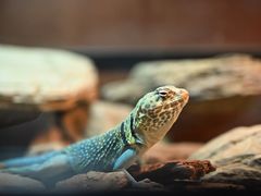 -帕帕拉兹宠物(亚洲旗舰店)