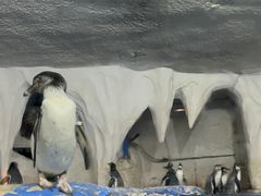 -太平洋海底世界