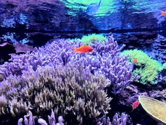 -西雅图水族馆