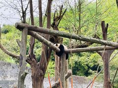 -都江堰中华大熊猫苑