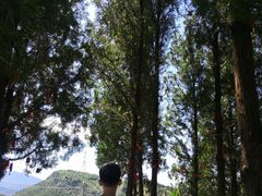 -鲁山国家森林公园