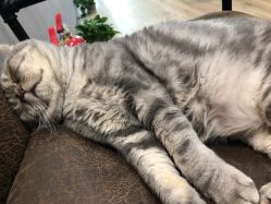 点击看大图 -AC TATTOO 纹身