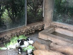 -野象谷景区