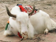 -德禄酸奶(莫家街店)