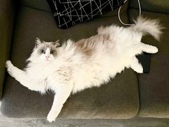 -创凡宠物医院·骨专科  猫科中心(西乡分院)