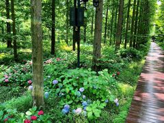 -黄海国家森林公园