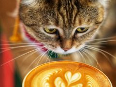 -新月集庭院咖啡馆(老邮局店)