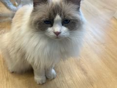 -有喵·猫咖·狗咖·30几只猫10只小狗(岗厦店)