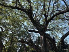 -瑞丽独树成林风景区