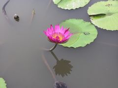 -大湾区中央湿地公园