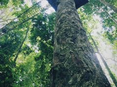 -西双版纳原始森林公园