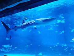 -烟台海昌鲸鲨海洋公园