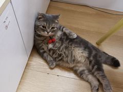 -猫咪派对(江南西店)