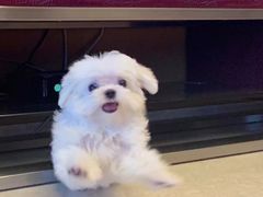 -瑞派宠物医院(搏威敦和院)