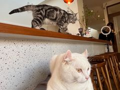 -有猫主题·治愈系猫咖(曾厝垵店)