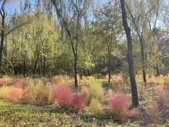 -野鸭湖国家湿地公园