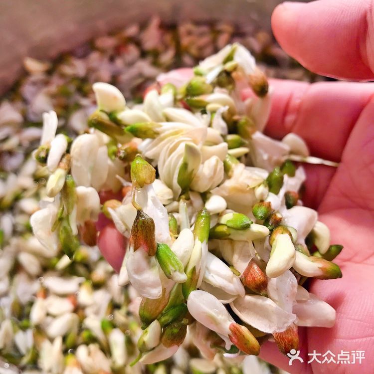 品品五月的槐花香