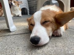 -柯斗斗主题餐厅·狗咖·围炉煮茶·茶饮(国瑞升平里店)