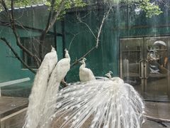 -沈阳鸟岛