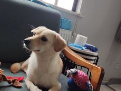 -伟伟宠物医院·CT影像中心·瑞派犬猫综合性门诊(汉口总院)