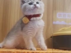 -欣宠猫屋·矮脚拿破仑·蓝金金渐层