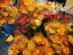 -循礼门鲜花花市(武汉循礼门店)