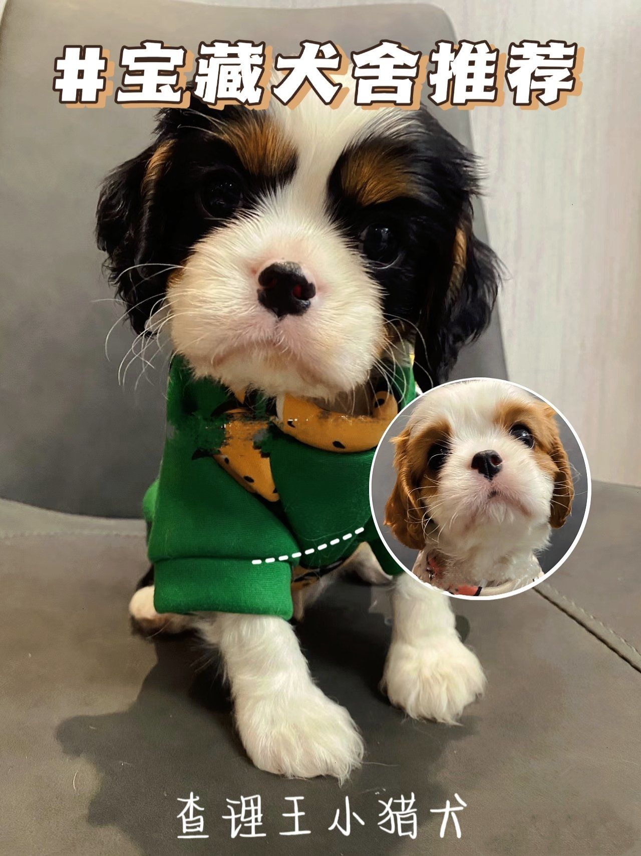 用可爱征服国王的"骑士"-查理士王小猎犬