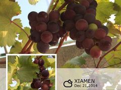 iphone_upload_pic-海堤葡萄园中小学生研学基地