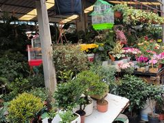 -曲阳花鸟市场(曲阳路店)