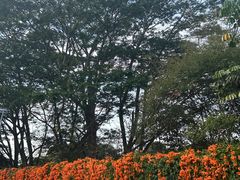 -东莞植物园