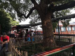 -西湖外事游船(花港观鱼码头)