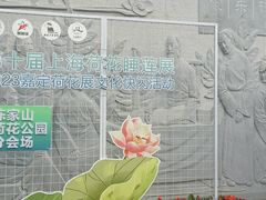 -陈家山荷花公园