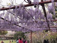 -嘉定紫藤园