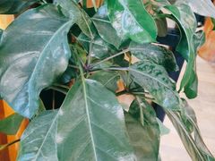 -木王宴语·野生鲜菌火锅(玉河店)