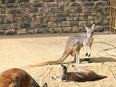 -上方山森林动物世界