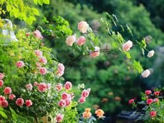 -溪岸路花鸟市场