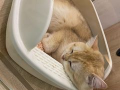 -BABIT巴比特宠物(MOMOPARK店)