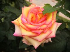 -人民公园(罗湖区)