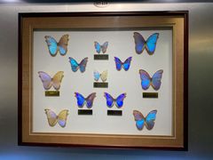 -上海昆虫博物馆