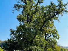 -千年银杏谷文化旅游区