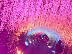 -大塘金香草谷