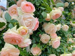 -人民公园(罗湖区)