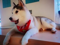 -Husky Go! 哈士奇体验馆·宠物咖啡厅狗咖