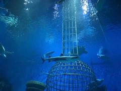 -芜湖新华联大白鲸海洋公园