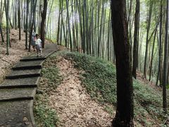 -上海佘山国家森林公园天马山园