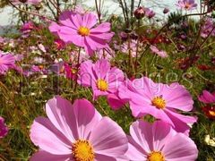 -齐齐哈尔市博物馆