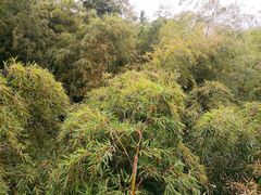 -陶祖圣境风景区